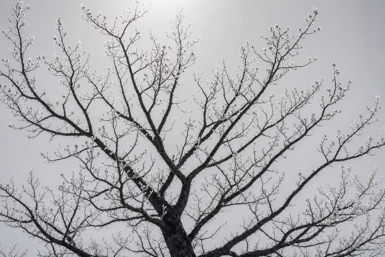 Bare branching tree against pale sky as visual metaphor for follow-up questions expanding from one detail